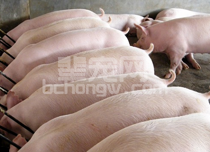 如何高效饲养育肥猪！