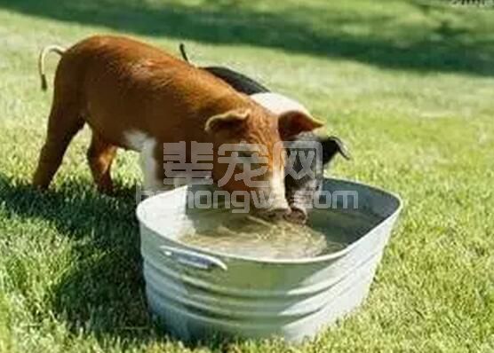 养猪时一定要注意这些小细节