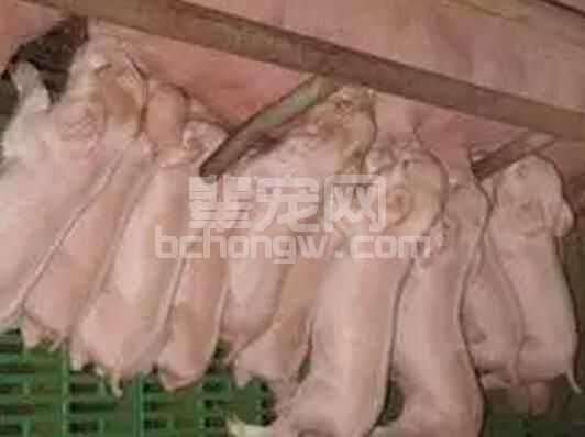 健康的新生仔猪来源于良好的母猪营养