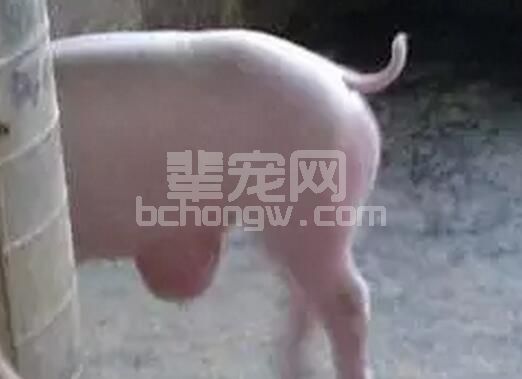 中小猪场常发病仔猪脐疝有哪几种处理措施？