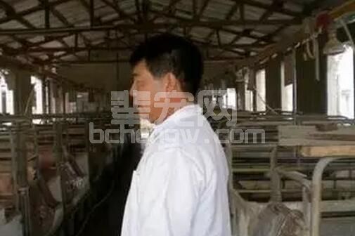 据说，不管你是兽医、饲养员，还是猪场老板都要学会引种选购的“十二看”和“六不买”