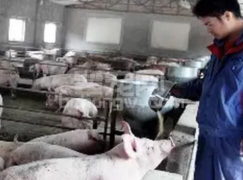 国内外近60多家猪场的生产调研，汇总国内规模化猪场存在的9大问题与对策