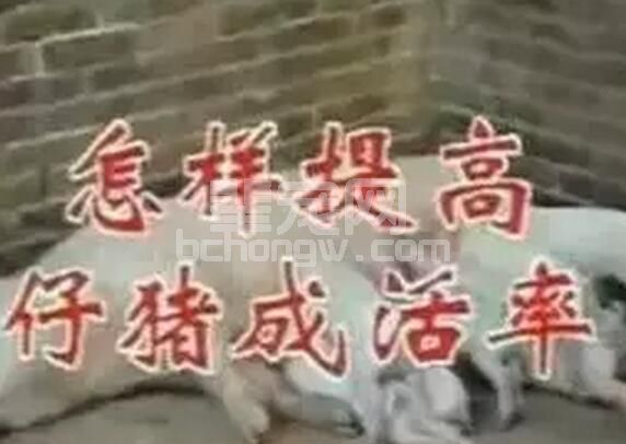 书上说16头，据我所知12头都算不错！为什么仔猪成活率低？