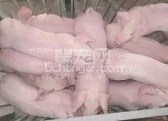 仔猪早期断奶原来有这么多关键点需要注意：初乳 固定乳头 补铁 开口料......