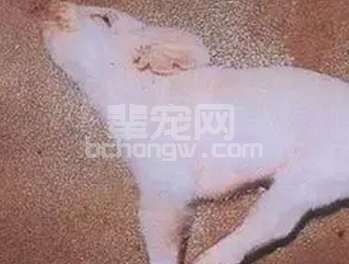 刘伟：有伪狂犬母源抗体的仔猪，还有必要滴鼻吗？