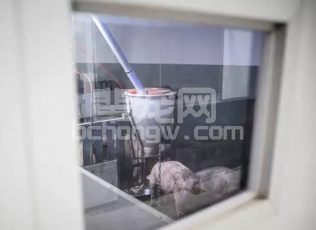 真的有猪场敢禁用抗生素，猪肉还能贵2倍！