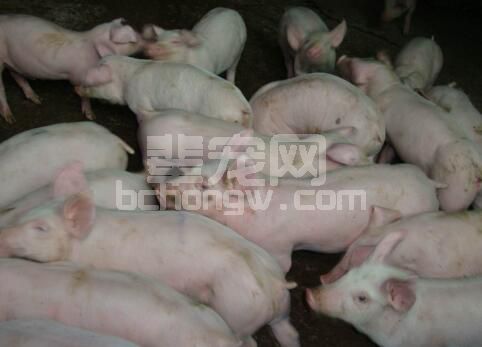 50多天的仔猪水样腹泻（细菌性疾病）病因综合分析