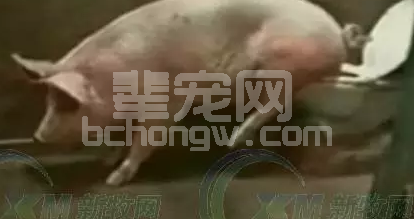 原来猪也会定点上厕所，这样设计猪圈猪好养工人也爽