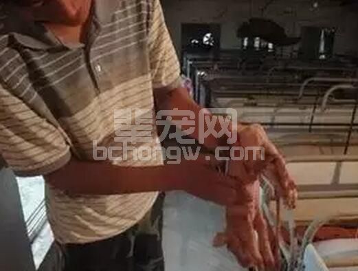 仔猪假死，一招满血复活？！