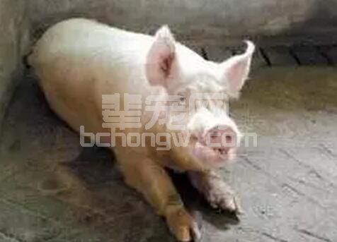 母猪产后无乳发病率越来越高，浅述规模化猪场母猪泌乳障碍