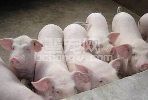 猪场产房常见病“母猪产后泌乳障碍综合征”的综合防治措施
