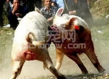 养猪人必须解决的 令人头疼的6个猪场问题！