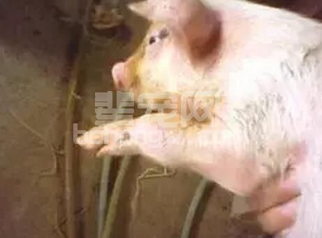 北方已经冷了，南方也同样如此，这五大措施能够很好帮您减轻猪场气味！