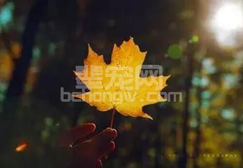 秋天来了，养猪朋友要注意的一些问题？