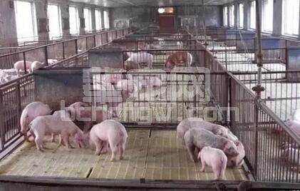 如何正确地提供猪群饮水?需谨记这三大要点！