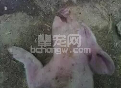 同栏猪一言不合就打架，原因可能就这九点！