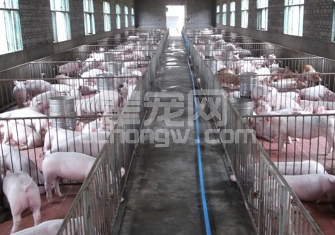 猪中毒的一些症状、原因及其解决措施