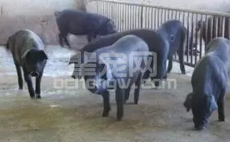 什么是无公害猪呢？它的猪舍环境和饲养管理又有哪些要求呢？