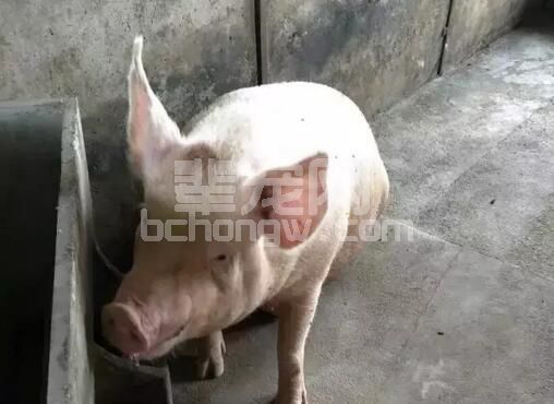 母猪产前不吃食、便干、口角有白沫是怎么回事啊？