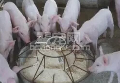 九个方法助你养猪省料，超级实用！