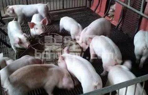 关注猪场的弱势群体---断奶保育仔猪（饱受折磨、强应激、高密度饲养）