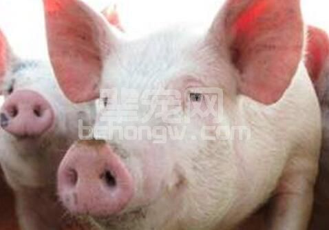 不同阶段生猪营养需求和饲养管理细节
