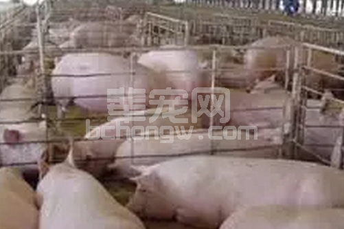 令中国猪场老板羡慕/嫉妒/恨的“全进全出”模式存在的四大弊端分析