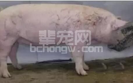 规模猪场母猪便秘厌食问题解决办法