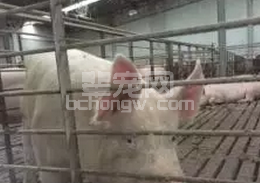 没有不存在问题的猪场，只有发现不了问题的眼睛：猪场应激成本如何核算？