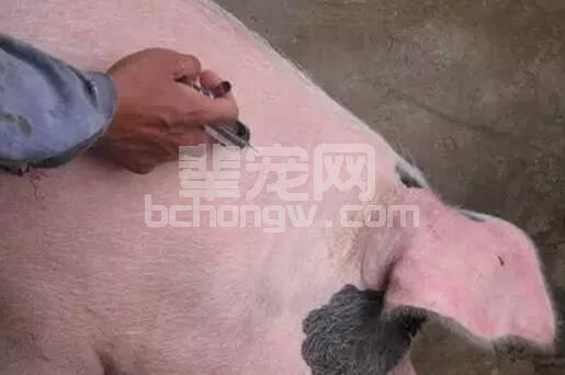 养猪，到底是打针还是投药好？