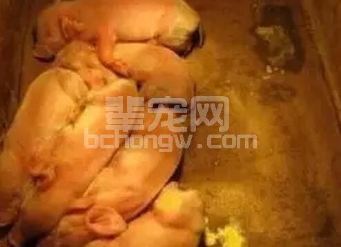 最近很多养殖户想知道的 仔猪腹泻处理办法！!
