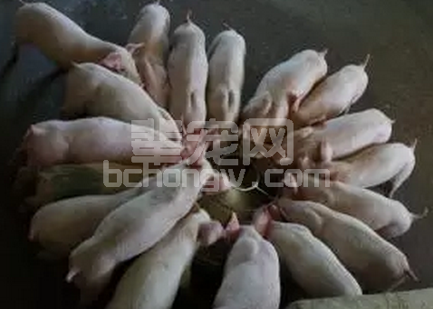 秋季想要猪提前出栏？你得这么做.....