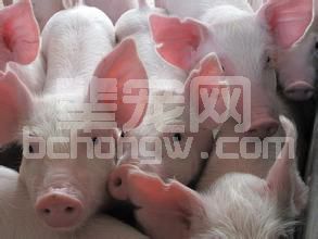 生猪饲喂讲科学