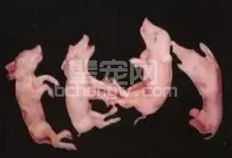 弱仔不可避免，找准原因，对症防治！