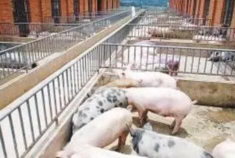 同样养猪，究竟差在哪？