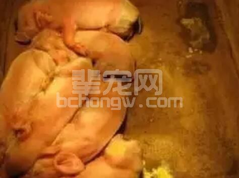 一例规模化猪场顽固性哺乳仔猪腹泻的成功控制案例分享