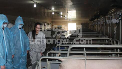 初产母猪产死胎多？可以从10个方面排查......