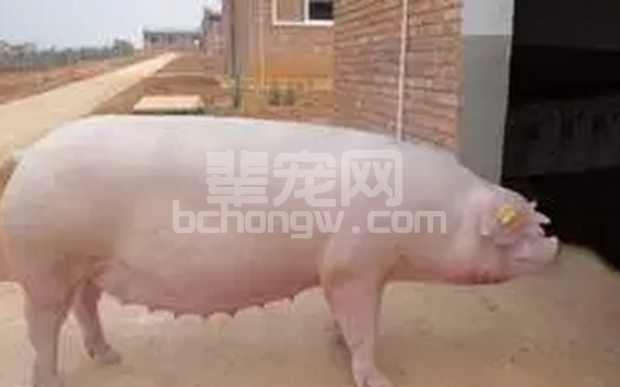 空怀母猪生产率想提高，四个要点可能需要记牢