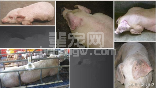 秋冬季节如何降低猪的应激保住猪场利润