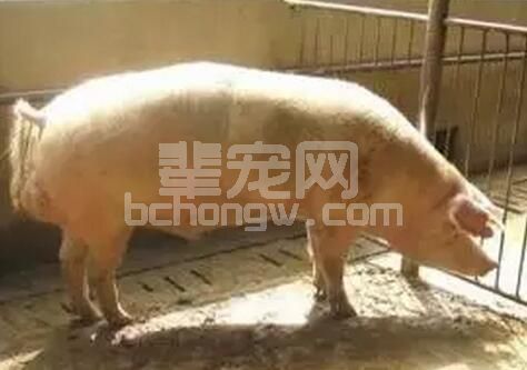 目前外购猪多大出栏才合适？专业养猪人给你算！