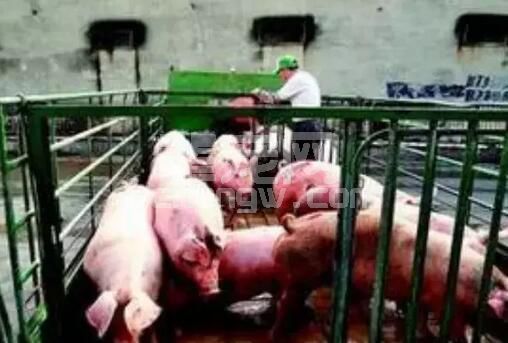 国内外养猪增重方法大PK