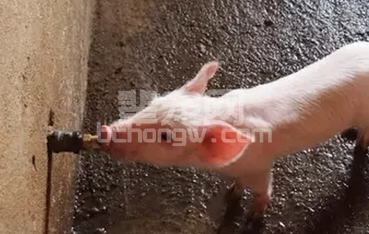 养猪人把大部分的时间放在了饲料营养配比上，往往忽视了“教水”的重要性