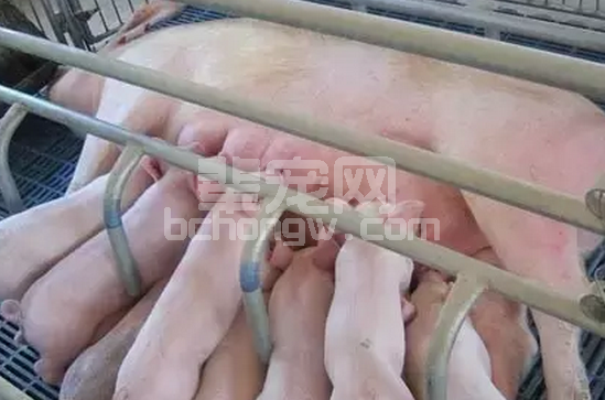 业内：母猪存栏下降 猪价存在持续上涨至明年的可能