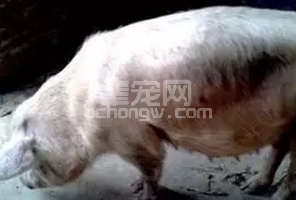 全面系统介绍猪的季节性不孕的原因与防治策略