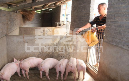 中小型养猪场的免疫到底应该怎么做？专家来告诉你！