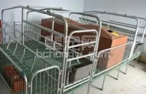 技巧分享：改造母猪产床，减少压仔死亡