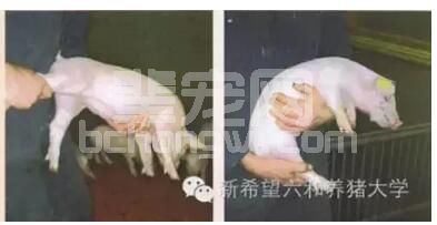 如何保证猪群均匀度？看这里！