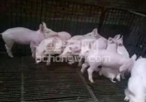 从非专业的角度分析断奶仔猪自由采食易腹泻的原因和对策
