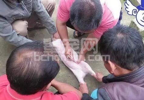 这样阉割很有可能导致猪丧命？！