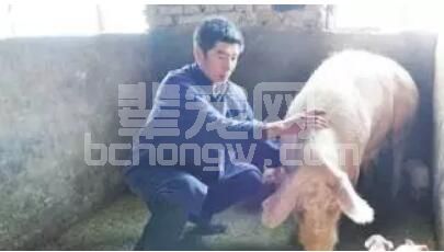 秋季养猪大全，不看您可能会后悔！